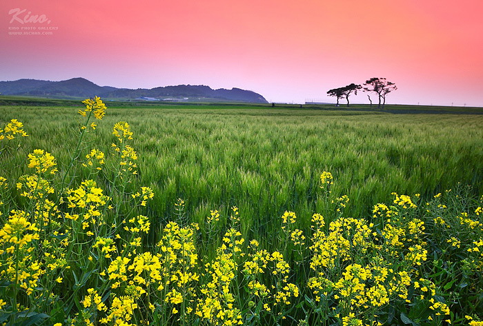 [키노]보리밭 사이로.jpg
